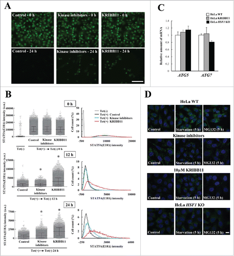 Figure 7. Reduction of EGFP-STAT5A(E18Δ) clearance by inhibition of SQSTM1 phosphorylation. (A) For formation of EGFP-STAT5A(E18Δ) aggregates, HeLa TREx-EGFP-STAT5A(E18Δ) cells were cultured in medium containing tetracycline and 2.5 µM MG132 plus mock, or kinase inhibitors (rapamycin, CKI-7, and TBCA), or KRIBB11. The medium was replaced with normal medium containing mock, or kinase inhibitors, or KRIBB11 and cells were fixed after 0, 12, or 24 h, followed by DAPI staining. The images were obtained by fluorescence microscopy. Scale bar: 100 μm. (B) EGFP-STAT5A(E18Δ) intensities were measured by an IN Cell Analyzer 2200. Values of EGFP intensity in individual cells were plotted on graphs (right), which show means ± SD. Statistical analyses were performed using one-way ANOVA, followed by the Tukey post-hoc test. *P< 0.01. Cell count (%) was plotted against EGFP-STAT5A(E18Δ) intensity (right). Upper, middle, and lower graphs show 0 h, 12 h, and 24 h, respectively. (C) Expression levels of ATG5 and ATG7 in HeLa_WT (open boxes), KRIBB11-treated HeLa (gray boxes), and HeLa HSF1 KO (closed boxes) cells were measured by real-time PCR. Relative expression values of target genes were normalized against the housekeeping gene GPD/G3PDH (glycerol-3-phosphate dehydrogenase) and are reported as means ± SD (n = 4). Statistical analyses were performed using one-way ANOVA, followed by the Tukey post-hoc test. (D) Autophagosome formation in HeLa_WT, kinase inhibitors (rapamycin, CKI-7, and TBCA) treated HeLa, KRIBB11-treated HeLa, and HeLa HSF1 KO cells was immunocytochemically examined using an anti-LC3 antibody. Cells were cultured in normal conditions (left panels), starvation conditions (middle panels), and with MG132 (right panels) for 5 h. Cell nuclei were counterstained blue with DAPI. Scale bar: 10 μm. a.u., arbitrary units.