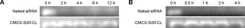 Figure 4 Stability of naked siRNA and CMCS-SiSf-CL after treatment with serum (A) or RNase (B) for different times.Abbreviations: CMCS-SiSf-CL, carboxymethyl chitosan-modified siRNA and sorafenib co-delivery cationic liposomes; siRNA; small interfering RNA; h, hours.