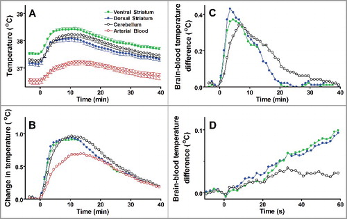 Figure 3. Tail pinch induces an immediate increase of heat production in the brain, which is much shorter than systemic hyperthermia. A. Absolute temperatures reached their maximums in 10–15 min. B. The amplitude of temperature change (from prestimulation baseline) was higher in the brain than in the blood. C. Temperature differences between the blood and each brain structure are shown. The dynamics in the striatum is faster than in the cerebellum. D. The onsets of temperature responses to a tail pinch (first minute of responses shown in panel C). The data (mean ± SE) are replotted from ref. [Citation21].