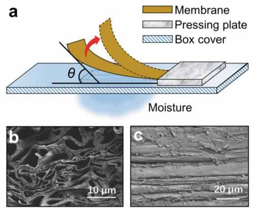 Figure 2. (a) A schematic diagram of the device for testing humidity responsivity. θ denotes the deflection angle of the membrane upon exposure to the moisture gradient (shown in blue). (b) A scanning electron microscope image of the cross-section of a cellulose membrane. (c) A scanning electron microscope image of a laterally compressed membrane