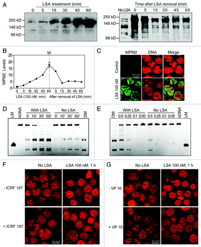 Figure 8. Lasonolide A induces Top2 hyperphosphorylation and activation. (A‒C) Rapid and reversible induction of Top2 phosphorylation by LSA using the MPM-2 antibody. (A) Left: CA46 cells were treated with 100 nM LSA for the indicated times. Right: Reversibility of the LSA-induced hyperphosphorylation on the MPM-2 epitope upon drug removal. After 1 h treatment with 100 nM LSA, cells were cultured in drug-free medium for the indicated times. Western blotting was used to detect phosphorylation levels with a MPM-2 antibody. (B) Kinetics of LSA-induced hyperphosphorylation using the MPM-2 antibody. Data from western blots as shown in (A) were quantified. (C) Representative images of MPM-2 induction in LSA-treated cells (100 nM LSA, 1 h). (D and E) Activation of Top2 in LSA-treated cells. Cells were treated with LSA (100 nM) for 1 h. Nuclear extracts (0.5 μg) from untreated or LSA-treated cells were incubated with 1 μg kinetoplast DNA (kDNA) at 37°C to detect the decatenation activity of Top2. kDNA was incubated with nuclear lysates (0.5 μg) for the indicated times (D). Nuclear lysates (μg) diluted serially were incubated with kDNA for 30 min (E). DNA products were separated on agarose gels containing ethidium bromide. LM, XhoI-cut linear kDNA marker; DM, Top2-decatenated DNA marker. (F and G) Involvement of Top2 in LSA-induced PCC. Cells were pretreated with the Top2 inhibitors ICRF 187 [50 μg/mL (F) or etoposide VP-16, 100 μM (G)] for 15 min and then exposed together with LSA for an additional hour. Nuclei were stained with PI and representative confocal images are shown.