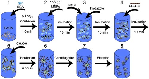 Figure 1 Scheme of the EACA-loaded BSA NCs synthesis.