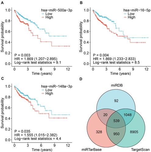 Figure 4 Screening miRNAs related to the prognosis of colon cancer and predicting their target genes. (A) The higher the expression of has-miR-500a-3p, the worse the prognosis of colon cancer. (B) The high expression of has-miR-16-5p also leads to a poor prognosis of colon cancer. (C) The has-miR-148a-3p is also an adverse factor for the prognosis of colorectal cancer. (D) Venn diagram showed that 539 genes were obtained as the target genes of the three miRNAs.