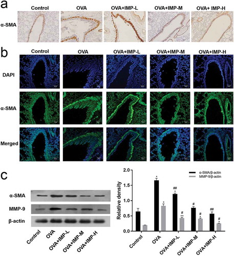 Figure 2. Effect of IMP on α-SMA and MMP-9 expression.