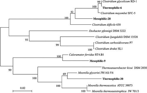 Figure 5. Phylogenetic tree based on 16 S rRNA gene clone libraries from homoacetogens enriched cultures. Clostridium carboxidivorans and Clostridium drakei, belonging to Clostridium sensu stricto 5 sp. were the identified homoacetogens