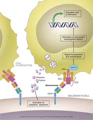 Figure 2 Blinatumomab mechanism of action. Redirected lysis of CD19 bearing B-cells is achieved through the formation of a cytolytic synapse, first binding malignant B-cells (binding constant for CD19: 10−9 M), followed by coordination of circulating cytotoxic T lymphocytes (binding constant for CD3: 10–7 M). Following binding of CD3, cellular signaling events lead to the production and release of cytotoxic granules containing granzyme and perforin. Perforin forms a pore in the target cell membrane and delivers granzymes into the cytosol, granzymes then activate caspases and induce apoptosis.