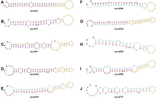 Figure 6 Secondary structures of the top 10 novel miRNAs.