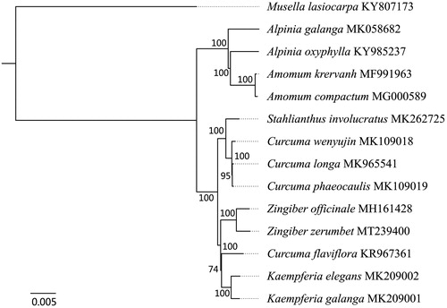 Figure 1. The Maximum-Likelihood (ML) phylogenetic tree based on the complete chloroplast genomes of Zingiber zerumbet and other 13 species. Numbers near the nodes are bootstrap values from 1000 replicates.