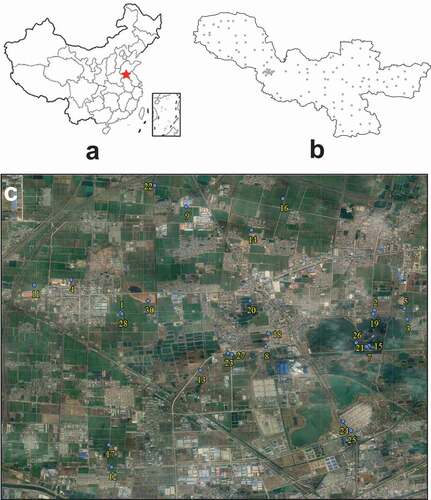 Figure 1. (a) The map of China, with the red star showing the location of the Xuzhou area. (b) Sample locations in the Xuzhou area. (c) An example of the distribution of samples with the background of a satellite image