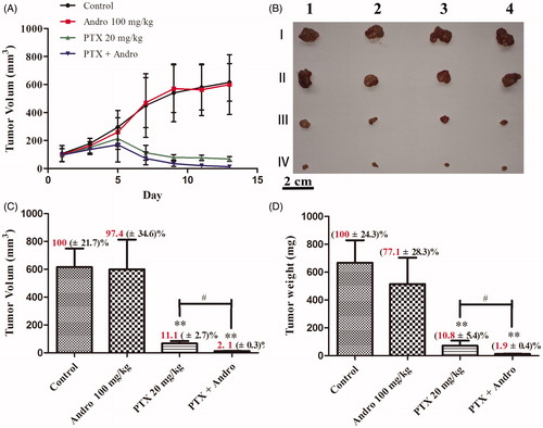 Figure 4. Antitumour effects of PTX and Andro. (A) Tumour volume changes of BALB/c nude mice bearing A549 tumours after the first administration during the 13 days. (B, C and D) The morphology, volume and weight, respectively, of the tumours isolated from mice at day 15. Mice were randomized into four treatment groups: I (Control), II (100 mg/kg Andro), III (20 mg/kg PTX) and IV (100 mg/kg Andro and 20 mg/kg PTX). Values are shown as the mean ± SD (n = 4). **p < 0.001 compared with the control. #p < 0.01 compared with PTX.