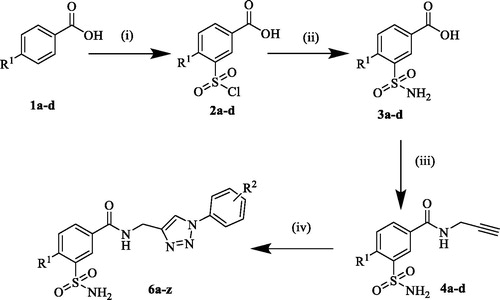 Scheme 1. Synthesis of 1,2,3-triazole 3-sulfamoylbenzamide hybrids (6a–z). Reagent and reaction conditions: (i) HSO3Cl, 110 °C, 6–8 h, 70–80%; (ii) NH4OH sol., 0 °C, 2 h; (iii) Propargyl amine, EDCI, HOBt, anhydrous DMF, rt, 16–24 h, 74–85%; (iv) substituted phenyl azides, CuSO4, Sodium ascorbate, tBuOH: H2O (1:1), 40 °C, 4–6 h, 52–98%Citation30.