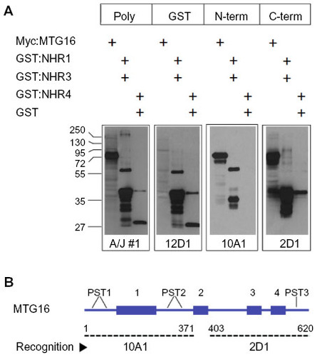 Figure 4 Discrete recognition patterns displayed by primary hybridoma isolates derived from A/J #1 splenocytes.