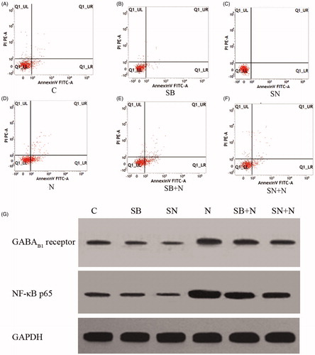 Figure 2. Apoptosis and protein levels of NF-κB p65 and GABAB1 receptors in the six groups.