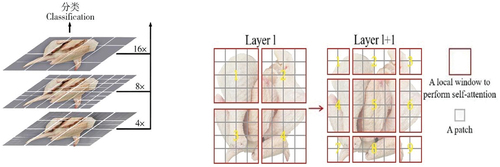 Figure 5. Hierarchical feature maps constructed by Swin Transformer and SW-MSA in the architecture.