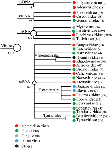 Fig. 2 Virus families detected in the intestine of Marmota himalayana.Numbers of virus contigs are shown in parentheses