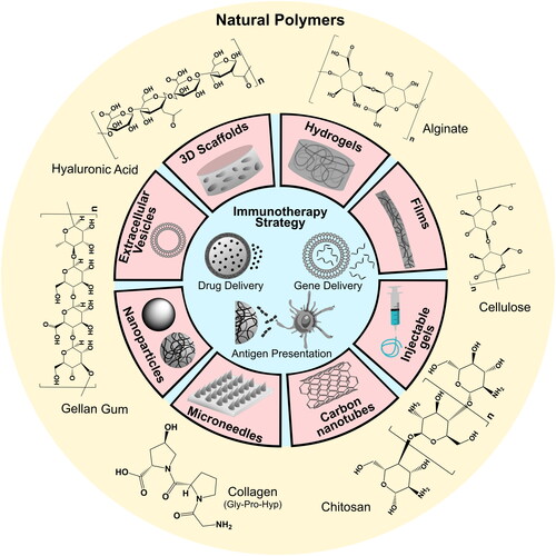 Figure 2. Natural polymer-based systems for the development of immunotherapeutics.