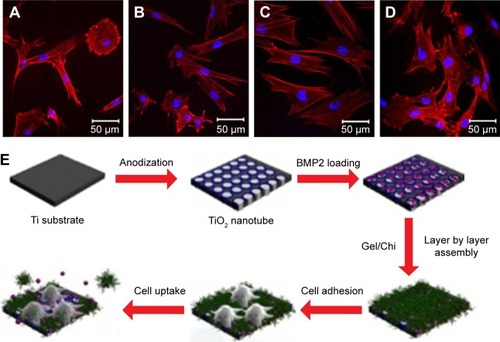 Figure 3 CLSM observations of MSCs adhered to different substrates after culture for 1 day.Notes: (A) Bare TNTs; (B) BMP2-loaded TNTs; (C) Gel/Chi multilayer-coated TNTs; (D) Gel/Chi multilayer-coated and BMP2-loaded TNTs; and (E) schematic illustration of the fabrication of BMP2-loaded TNTs and cellular responses. Reprinted from Acta Biomater, 8, Hu Y, Cai K, Luo Z, et al, TiO2 nanotubes as drug nanoreservoirs for the regulation of mobility and differentiation of mesenchymal stem cells, 439–448,Citation71 Copyright (2012), with permission from Elsevier.Abbreviations: BMP2, bone morphogenetic protein 2; TNT, titania nanotube; MSCs, mesenchymal stem cells; CLSM, confocal laser scanning microscope.
