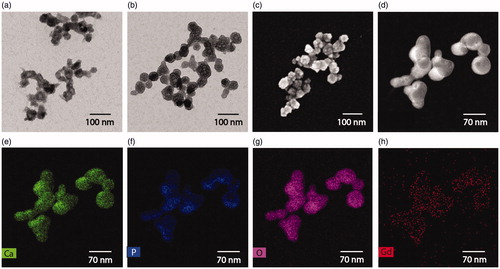 Figure 3. TEM micrograph of Gd-DTPA/CaP NPs pre (a) and post (b) HT. The spherical morphology of the particles was confirmed by SEM (c) and HAADF-TEM (d). EDS mapping of Ca (e), P (f), O (g) and Gd (h) on Gd-DTPA/CaP NPs.