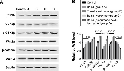 Figure 10 (A) WB results of changes in Wnt–β-catenin signaling pathway; (B) WB statistical results for relative Wnt3a, β-catenin, p-GSK3β, and p-GSK3β/GSK3β levels at 7 days.Abbreviation: WB, Western blot.