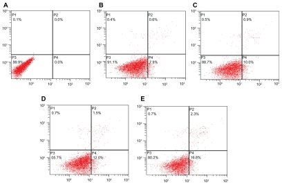 Figure 6 The effect of oridonin nanosuspensions on early apoptosis of PC-3 cells. A) Control. B) 25 μmol/L ORI solution. C) 50 μmol/L ORI solution. D) 25 μmol/L ORI nanosuspension. E) 50 μmol/L ORI nanosuspension.