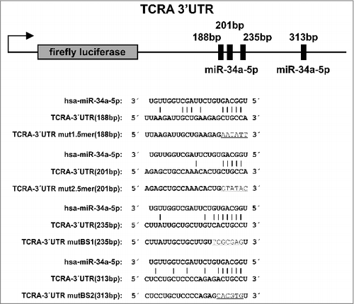 Figure 1. Schematic diagram of the reporter gene vector of TCRA. The location of the predicted binding sites and the non-canonical 5-mer binding sites of miR-34a-5p in the TCRA 3′ UTR are shown. Additionally, the diagram displays the sequences of the predicted binding sites and the non-canonical 5-mer binding sites of miR-34a-5p as well as the mutated binding sites (underlined letters).