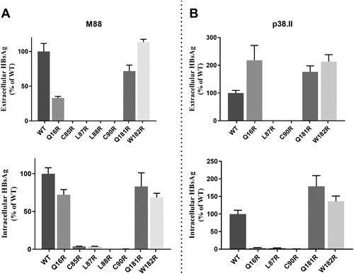 Figure 4. Impact of arginine residue substitutions within the S protein transmembrane domains. Extracellular and intracellular productions of mutated HBsAg were expressed as relative values of wild-type HBsAg production. The mean and standard deviations of at least three independent cultures are shown.