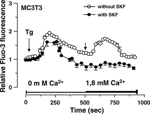 Figure 4.  Induction of capacitative calcium entry in osteoblastic MC3T3 cells. Fluo3-loaded MC3T3 cells without or with pre-incubation with 30 µM SKF96365 for 15 min were treated with 5 µM thapsigargine (Tg) in Ca2+-free HEPES-buffered saline solution. After Tg-mediated intracellular Ca2+ release, Ca2+ was added (right arrow, final concentration of 1.8 mM) to the buffer alone. Each response is expressed as the mean ± SEM of the relative fluorescence intensity from at least three experiments with cumulating analysis of between 30 and 40 cells per field.