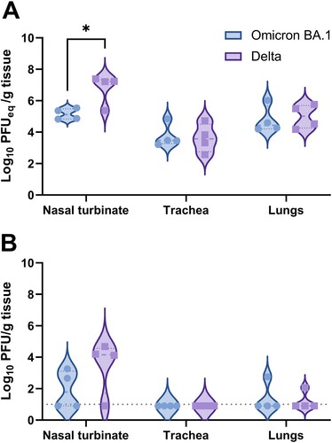 Figure 3. Detection of SARS-CoV-2 in respiratory tissue of Omicron BA.1 or Delta inoculated hamsters. (A) Detection of SARS-CoV-2 genome in respiratory tissue of inoculated hamsters. Significant statistical differences were calculated with unpaired t-test (*p < 0.05). (B) Detection of infectious virus in respiratory tissue of Omicron BA.1 and Delta infected Syrian golden hamsters. Significant statistical differences were calculated with unpaired t-test.