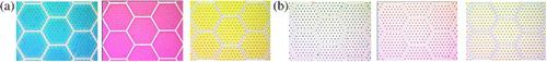 Figure 3. Micrographs of the device architecture with subtractive primary-colorant inks in the spread and compacted states: (a) colored spread state and (b) transparent compacted state.