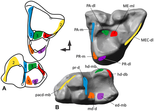 Figure 4. Homologous facets 1–7 after Crompton (Citation1971) translated into the modular dental wear facet system. (A) Matching facet pairs 1–7 on the upper and lower molar of Didelphodus modified from Crompton (Citation1971). (B) Facets found on M2/m2 of Didelphis traced on the polygonal 3D models of the occlusal surface.