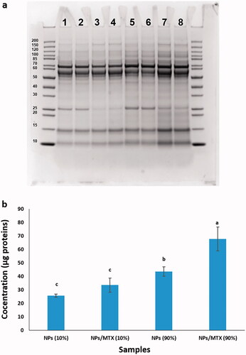 Figure 8. Protein corona analysis. (a) SDS-PAGE gel electrophoresis. The first and end lines implied two repeats of the markers. The adsorbed proteins on the surface of (1 and 2) two repeats of NPs incubated in 10% of FBS, (3 and 4) two repeats of MTX/NPs incubated in 10% of FBS, (5 and 6) two repeats of NPs incubated in 90% of FBS and (7 and 8) two repeats of MTX/NPs incubated in 90% of FBS. The intensity of the bands revealed the abundance and relative composition of the protein corona that covered the surface of the nanoparticles. (b) BCA assay analysis of the total values of protein corona. The adsorbed proteins on the surface of NPs incubated in 10% of FBS, MTX/NPs incubated in 10% of FBS, NPs incubated in 90% of FBS, and MTX/NPs incubated in 90% of FBS. NPs: MSN-APTES-chitosan. Different letters indicate significant differences in mean values for each variable (p<.05).