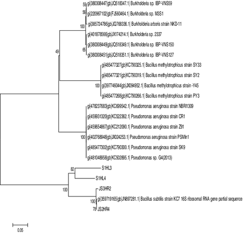 Figure 2. Cladogram constructed by ClustalW and MEGA 5.2 software.