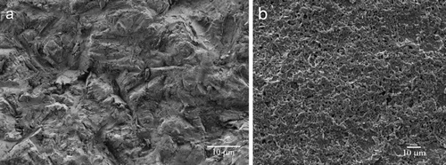 Figure 2. Two types of surface microstructural features of zirconia implants (magnification ×2000). (a) Surface roughened by sandblasting with 110-μm alumina particles at 4-bar pressure. (b) Porous surface developed by sintering coarse zirconia particles.