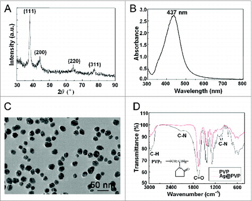 Figure 1. Characterization of Ag NPs. (A) XRD pattern of Ag NPs. (B) UV-Vis spectrum of Ag NPs. (C) TEM image of Ag NPs. Scale bar: 50 nm. (D) Fourier transform infrared spectra of PVP and Ag@PVP.