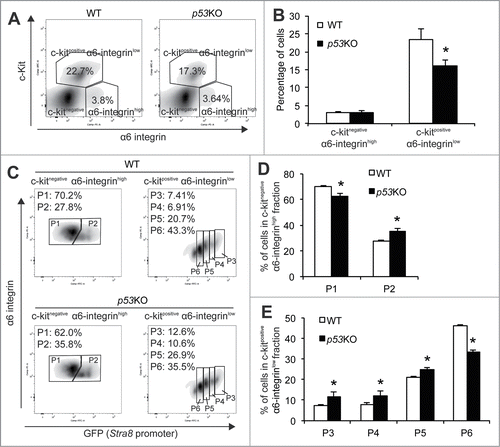 Figure 3. Quantitative analysis of the impact of p53 loss on spermatogonial differentiation. (A) representative flow profiles of the c-Kitnegative α6-integrinhigh undifferentiated spermatogonia compartment and the c-Kitpositive α6-integrinlow differentiating spermatogonia compartment from 4-weeks old WT (left) and p53KO (right) testes. (B) quantification of frequency of c-Kitnegative α6-integrinhigh undifferentiated spermatogonia compartment and the c-Kitpositive α6-integrinlow differentiating spermatogonia compartment in testes of WT and p53KO mice at 4-weeks of age. Graphs represent mean values ± SEM. n = 4 mice per genotype, *P < 0.05. (C) representative flow profiles of P1 and P2 in the c-Kit-negative α6-integrin-high spermatogonia compartment (left panels) and P3 to P6 in the c-Kit-positive α6-integrin-low (right panels) from WT (upper panels) and p53KO (lower panels) testes. (D and E) quantification of frequency of P1 to P6 populations in testes of wild-type and p53KO mice at 4-weeks of age. Graphs represent mean values ± SEM. n = 4 mice per genotype, *P < 0.05.