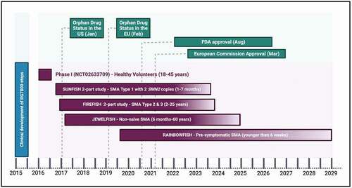 Figure 2. Timeline of risdiplam clinical development and key milestones of approval.