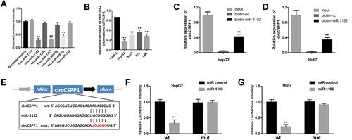 Figure 4 circCSPP1 binds to miR-1182 in liver cancer cells. (A) qPCR was used to detect the expression levels of miRs, which were predicted as potential targets of circCSPP1 (n=3). (B) qPCR was used to detect the expression levels of miR-1182 in liver cancer cell lines (n=3). (C and D) RNA pull-down assay was performed to detect the interaction between circCSPP1 and miR-1182 (n=3). (E) Wild-type and mutant sequences of circCSPP1 targeted by miR-1182. (F and G) Luciferase activity assay was carried out to verify that miR-1182 targets circCSPP1 directly in liver cancer cells (n=3). **p<0.01 vs miR control, biotin-nc, scramble mimic or THLE-2 group.