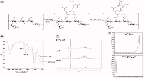 Figure 6. Preparation of 99mTc-DTPA-ASP. (A) The reaction route. (B) IR spectra of ASP and DTPA-ASP. (C) 1H-NMR spectra of ASP, DTPA and ASP-DTPA. (D) Chromatographic separation of 99mTc-DTPA-ASP and Na99mTcO4 using physiological as mobile phase.