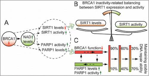 Figure 1. Proposed model of crosstalk among BRCA1, SIRT1 and PARP1. (A) BRCA1 inactivation may regulate SIRT1 and PARP1 levels, and induce an increase in NAD-mediated SIRT1 and PARP1 activity. (B) the model shows a significant effect of BRCA1 in the maintenance of SIRT1-related biological processes. (C) a proposed model to maintain stable BRCA1 and PARP1-related DNA repair ability.