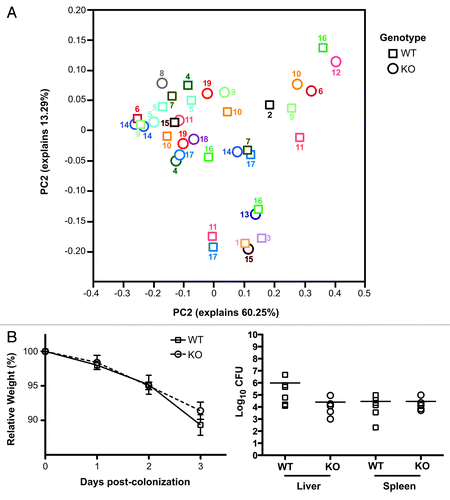 Figure 3. Nod2 does not affect host responses to intestinal commensal or pathogenic bacteria. (A) We have previously reported that co-housed littermates of wild-type and Nod2−/− mice do not differ significantly in the composition of fecal microbiota.Citation7 Here, we present the analysis of 454 sequences of 16S rRNA from ileal mucosal samples. Principal Coordinate Analysis (PCoA) is shown using the first two coordinates of PCoA based on weighted UniFrac dissimilarity of these sequences. Circles indicate Nod2−/− (KO) mice, while squares represent wild-type (WT) mice. Each cage is depicted with a unique color with the cage numbers displayed next to each symbol. Similar to what we observed with stool samples from our previous analysis, we noted that genotype did not influence the composition of the ileal mucosally-adherent bacteria. (B) To determine whether Nod2 affected host invasion by intestinal pathogens, we exposed WT and KO mice to Listeria monocytogenes by oral gavage. After 72 h of colonization, bacterial translocation was evaluated from homogenized liver and spleen samples. Over the course of colonization, no significant difference in weight loss was observed between the two groups (left panel). Moreover, we noted that Nod2 status did not affect the ability of L. monocytogenes to translocate and colonize host liver and spleen tissue (right panel).
