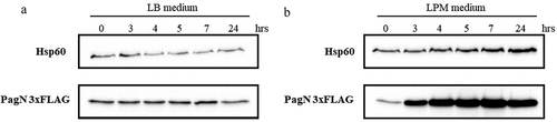 Figure 1. PagN production is induced under culture conditions mimicking the intravacuolar lifestyle of Salmonella. Production of PagN 3×FLAG in STm WT after culture (a) in LB or (b) in LPM was estimated. 2 x 108 bacteria were denatured and the protein level and the production of PagN was verified by Western blotting as described in Methods. The images are representative of two independent experiments.