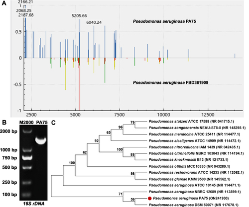 Figure 1 Identification of P. aeruginosa PA75. (A) MALDI-TOF-MS of PA75; (B) Agarose electrophoresis of 16S rDNA PCR products of P. aeruginosa PA75; (C) the phylogenetic tree of P. aeruginosa PA75.
