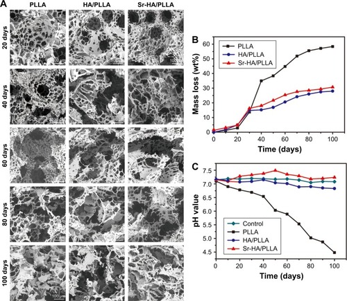 Figure 4 The degradation behavior of different porous scaffolds.Notes: SEM images (A) and mass loss (B) of different porous scaffolds after immerging in PBS at time intervals. (C) The pH value changes in PBS after degradation of porous scaffolds at different time points. Magnification ×500.Abbreviations: SEM, scanning electron microscope; PBS, phosphate buffer solution; PLLA, poly(l-lactic acid); HA/PLLA, hydroxyapatite on porous poly(l-lactic acid); Sr-HA/PLLA, strontium-doped hydroxyapatite on porous poly(l-lactic acid).