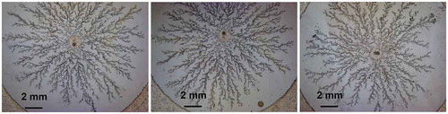 Figure 7. Examples of silver dendrites around 15 mm in diameter grown at 10 V for 25s on a synthetic paper substrate with screen printed Ag ink electrodes soaked in 0.05 M silver nitrate solution