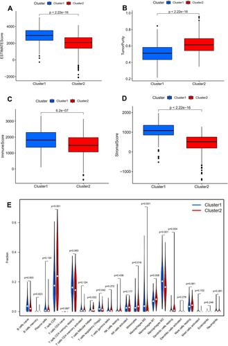 Figure 3 Relationship between angiogenesis molecular subtypes and tumor immune microenvironment. Correlation of angiogenesis molecular subtypes with ESTIMATE score (A), tumor purity (B), immune score (C), stromal score (D). Correlation of angiogenesis molecular subtypes with tumor-infiltrating immune cells (E).