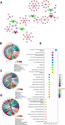 Figure 6. CeRNA regulatory network analysis Based on DE-circRNAs and DE-mRNAs. (A) The circRNA-mediated CeRNA regulation networks in CGN. (B) GO cellular components analysis for target mRNAs from the CeRNA network. (C) GO molecular functions analysis for target mRNAs from the CeRNA network. (D) GO biological processes analysis for target mRNAs from the CeRNA network. (E) KEGG pathway analysis for target mRNAs from the CeRNA network.