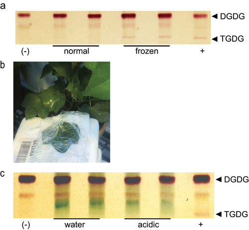 Figure 1. TGDG accumulation of G. raimondii during acidification and freezing (a) Thin-layer chromatogram stained for sugars and showing a separation of lipid headgroups extracted from leaf punches of G. raimondii after normal growth or freezing. Locations of digalactosyldiacylgycerol (DGDG) and trigalactosyldiacylglycerol (TGDG) are indicated at right. (b) Image of in planta cotton incubation in 20 mM acetic acid adjusted to pH 5 (c) Thin-layer chromatogram stained for sugars and showing a separation of lipid headgroups extracted after in planta leaf incubation in water or artificially acidified (acidic) conditions shown in B. Locations of DGDG and TGDG are indicated at right. Negative and positive controls represent lipid extracts of Arabidopsis leaves during normal growth (negative) or freezing (positive) conditions.