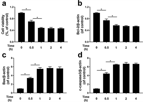 Figure 4. THBP induced cell apoptosis in HUVECs.