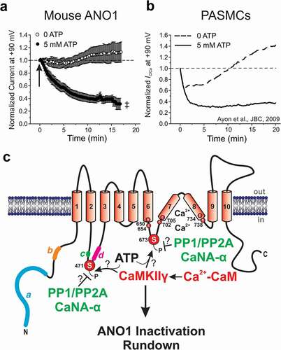 Figure 4. Regulation of ANO1 channels by ATP and calmodulin dependent protein kinase II (CaMKII)-mediated phosphorylation. (a) and (b) These two plots are reproduced from Ayon et al. [Citation177] (panels A and B of their Figure 3 with a minor change to the title in panel A from “TMEM16A” to “Mouse ANO1” to reflect the main abbreviation used in this review for internal consistency) with permission from the American Physiological Society©. The two panels show the time course of changes in mean ± s.e.m. late Ca2+-activated Cl− current amplitude recorded at +90 mV every 10 s from a holding potential of −50 mV. All currents were normalized to the initial current measured at time = 0, which corresponds to seal rupture (indicated by arrow in panel A) in the whole-cell configuration with a pipette solution set to 500 nM free Ca2+ to activate the channels, and 5 mM ATP (filled circles in panel A, n = 26; and continuous line in panel B) or 0 mM ATP (open circles in panel A, n = 14; and dashed line in panel B) to alter the state of global phosphorylation. Mouse ANO1: expression of mouse ANO1 (a variant) in HEK-393 cells; PASMCs: rabbit pulmonary artery smooth muscle cells. The plot in panel B was originally reproduced from Ayon et al. [Citation57] with permission from the American Society for Biochemistry and Molecular Biology©. Panels A and B highlight the remarkable similarity in the response of ANO1 and native ICl(Ca) to intracellular ATP. ‡ Significant difference between the two groups (unpaired t test) with P< 0.001. (c) This diagram is reproduced from Figure 2c with minor modifications and again indicates the position of the four alternatively spliced variants a, b, c and d, and the six amino acids (N650, E654, E702, E705, E734 and D738, all related to mouse ANO1-ac; NCBI sequence: NP_848747.5) postulated to coordinate the binding of two Ca2+ ions within each ANO1 monomer (see text for explanations). It depicts the location of the two speculated sites (Serine 471 and Serine 673) for phosphorylation (denoted by the letter “P”) by the gamma isoform form of CaMKII (CaMKIIγ), which has been suggested to be responsible, at least in part, for ANO1 inactivation and rundown following seal rupture in the whole-cell patch clamp configuration in cells dialyzed with adenosine triphosphate (ATP). The figure also highlights the proximity of these two sites with splice variants c and d, and the postulated Ca2+ binding site, respectively. Finally, the diagram illustrates the possibility that type 1 and 2A protein phosphatases (PP1/PP2A) and/or the α isoform of calcineurin (CaNA-α; also referred to as protein phosphatase 2B) might be involved in dephosphorylating the two serine residues phosphorylated by CaMKIIγ