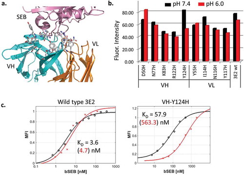 Figure 2. (a). SEB (pink) bound to wt anti-SEB 3E2 Fab (PDB: 3W2D). Heavy chain (VH) and light chain (VL) variable domains are colored cyan and orange, respectively. The antibody residues within 4.5 Å of SEB are shown as sticks. (b). 3E2 scFv mutants containing interfacial histidine mutations were displayed on the yeast surface and analyzed by flow cytometry for SEB binding. The amount of biotinylated SEB bound was measured using SAPE. The mean fluorescence intensity of the displaying population is plotted. The labeling was performed at pH 7.4 and 6.0. The binding at pH 6.0 is lower for the VH-Y124H mutant (m13). (c). The equilibrium binding affinity KD of wild type 3E2 and VH-Y124H was measured by yeast surface display. The representative binding curves at pH 7.4 (black) and pH 6.0 (red) and their fitted values are shown.